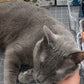 a gray cat named Artie on a desk with a hand petting its neck