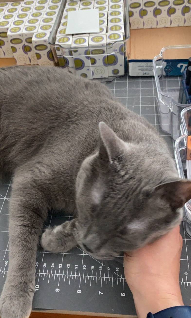 a gray cat named Artie on a desk with a hand petting its neck
