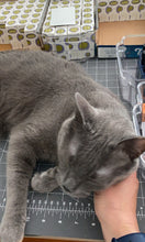 Load image into Gallery viewer, a gray cat named Artie on a desk with a hand petting its neck